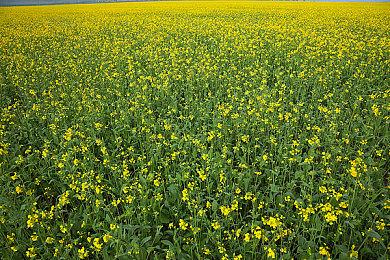 RTX神经渲染纹理压缩结合DirectX 显存占用暴降