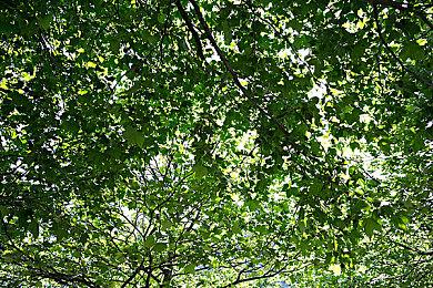 《四海兄弟：故乡》已在北美完成分级 确认有“内购”